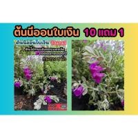 ราคา ต้นนีออนใบเงิน กระถาง 8 นิ้ว ไม้ดอกชอบแดด ต้นใหญ่ ต้นกล้า เมล็ดพันธุ์ กิ่งตอน ดอกไม้ จัดสวน รั้วต้นไม้ ดิน ปุ๋ย กระถาง (28806202943)