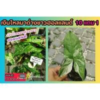 ราคา เงินไหลมาด่างขาวฮอลแลนด์ ก้านชมพู syngonium ไม้ด่าง ปลูกธรรมชาติ ไม้ฟอกอากาศ ไม้มงคล ต้นไม้ ใบ ดิน ปุ๋ย กระถาง (28800003154)