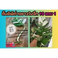 ราคา ต้นอิพิด่างขาวใบฉีกแล้ว ไม้ด่าง ข้อตัดสด Epipremnum Pinnatum ต้นไม้ฟอกอากาศ พลู ไม้มงคล ไม้ในร่ม ปุ๋ย ดิน กระถาง สวน (28757407571)