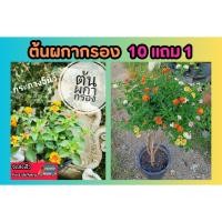 ราคา ต้นผกากรอง กระถาง 5 นิ้ว พร้อมบาน ไม้ดอก ไม้ประดับ ตกแต่งบ้าน แต่งสวน ต้นไม้ ปลูกง่าย รั้วบ้าน ปุ๋ย ดิน กระถาง พืช (28700024626)