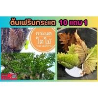 ราคา ต้นเฟรินกระแตไต่ไม้ กาบจำศีล ขายเป็นกาบ กาบแกะสดจากต้น สวนต้นไม้ ไม้ประดับ ตกแต่งบ้าน สวน ไม้เกาะ ต้นเฟิร์นกระแต ปุ๋ย (28607410912)