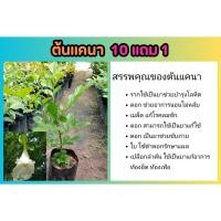 ราคา ต้นแคนา แคป่า แคทราย แคอาว แคยาว ไม้ประดับ ฟอกอากาศ ผักสวนครัว ไม้ป่าเศรษฐกิจ ต้นไม้สมุนไพร ยืนต้น ไม้แดด ต้นไม้มงคล (28300407823)