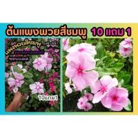 ราคา ต้นแพงพวย สีชมพู 6 นิ้ว จัดสวน แต่งบ้าน สวนดอกไม้ ปลูกง่าย ปูหญ้า หญ้าสนาม ไม้แดด ดอกไม้กินได้ ผักสลัด สวนครัว ดิน ปุ๋ย (28050812868)
