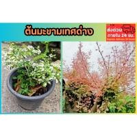 ราคา ต้นมะขามเทศด่าง กระถาง 8 นิ้ว บอนไซ ต้นไม้ด่าง ดิน ปุ๋ย กระถาง มะขาม สมุนไพร ญี่ปุ่น ใบสีชมพู ไม้ฟอกอากาศ สวนไม้มงคล ป่า (28027059690)