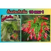 ราคา ต้นประทัดจีน กระถาง 6 นิ้ว ประทัดแตก ดอกสีแดง ไม้ดอก ไม้มงคลไม้พุ่ม ต้นไม้ฟอกอากาศ จัดสวน แต่งบ้าน ผลไม้ สมุนไพร ไม้ด่าง (27950922488)