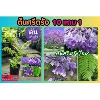 ราคา ต้นศรีตรัง ต้นไม้โบราณ ธรรมชาติ ต้นไม้มงคล ดอกสีม่วง แต่งสวน แต่งบ้าน ฟอกอากาศ ไม้ดอก ไม้ประดับ ดิน ปุ๋ย กระถาง ต้นไม้ (27807375027)