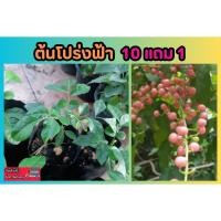 ราคา ต้นโปร่งฟ้า สมุนไพรไทย หวดหม่อนต้น ส่องฟ้า ส่องฟ้าดง สมุยหอม ลอดฟ้า อภัยภูเบศน์ ตำรับยาไทย ผักสวนครัว ป้องกัน บำรุง (27756780266)