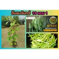 ราคา ต้นชมจันทร์ สมุนไพรไทย อภัยภูเบศน์ ดอกชมจันทร์ ดอกไม้จีน ผักสวนครัว ผลไม้ ดิน ต้นไม้ ปุ๋ย ผักสลัด จัดสวน แต่งบ้าน อินทร (27750477226)