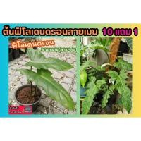 ราคา ต้นฟิโลเดนดรอน ลายเมฆ Philodendron ลายชัดมาก ต้นไม้ฟอกอากาศ ไม้ด่าง สวน แต่งบ้าน จัดสวน ดิน ปุ๋ย กระถาง หิน (27707255600)