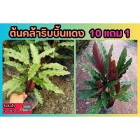 ราคา ต้นคล้าริบบิ้นแดง คาลาเทีย ปลูกง่าย ต้นไม้ ฟอกอากาศ รูฟิบาร์บา คล้าริบบิ้น สวน แต่งบ้าน ปุ๋ย กระถาง ไม้มงคล (27550025304)