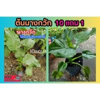 ราคา ต้นนางกวัก กวักใบโพธิ์ กวักเงินกวักทอง ว่านมงคล ไม้มงคล ฟอกอากาศ ดิน ปุ๋ย ไม้ด่าง กระถาง สวน แต่งบ้าน ไม้ประดับ (27458065520)