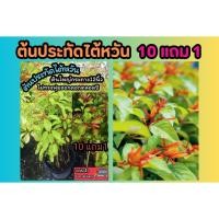 ราคา ต้นประทัดไต้หวัน ไม้แดด ต้นไม้ทรงพุ่ม คลุมดิน รั้วแต่งบ้าน จัดสวน ดิน สวนน้ำตก ปุ๋ย กระถาง ต้นกล้า เมล็ดพันธุ์ไม้ทำซุ้ม (27165641668)