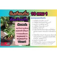 ราคา ต้นเทียนกิ่ง ต้นเฮนน่า ออแกนิค สมุนไพรผมดก หยุดผมร่วง หยุดผมขาว แก้ปัญหา แชมพู ต้นกาวย้อมผม ยาย้อมผมธรรมชาติ ผักสวน (26956799445)