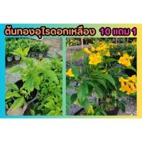 ราคา ต้นทองอุไรดอกเหลือง ต้นไม้มงคล ไม้ทนแดด จัดสวน แต่งบ้าน สมุนไพร ดอกไม้กินได้ ไม้ประดับ ฟอกอากาศ ผักสวนครัว ผลไม้ ดินหิน (26900063653)
