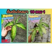 ราคา ต้นเงินไหลมา Syngonium ต้นพันธุ์ ไม้ด่าง ไม้มงคล ฟอกอากาศ ต้นไม้ ดิน ปุ๋ย กระถาง จัดสวน แต่งบ้าน ต้นกล้า สวน (26758040378)