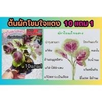 ราคา ต้นผักโขมใจแดง เรดลีฟ ผุกโขมกระ ผักสลัด กล้าไม้ ต้น เมล็ดพันธุ์ สมุนไพร เครื่องเทศ ใบแดง ดิน ปุ๋ย สวน ชอบแดด ปลอดสาร (26754738929)