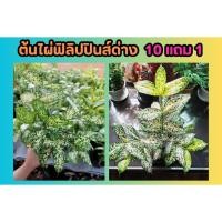 ราคา ต้นไผ่ฟิลิปปินส์ด่าง Gold dust Dracaena Florida Beauty ไม้ด่าง ฟอกอากาศ ไม้แดด คลุมดิน ต้นไม้มงคล ผัก จัดแต่งบ้าน (26700449453)
