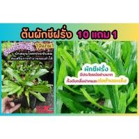 ราคา ต้นผักชีฝรั่ง ผักสวนครัว ผักสลัด เครื่องเทศ ผักชีไทย ผักชีลาว ผักชีช้าง ผักชีใบเลื่อย ต้มยำ ต้นกล้า เมล็ดพันธุ์ กิ่งตอน (26565633223)