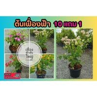 ราคา ต้นเฟื่องฟ้า ไซส์ใหญ่ กระถาง 12 นิ้ว ไม้ประดับ ธรรมชาติ รั้ว ต้นไม้ ฟอกอากาศ จัดสวน แต่งบ้าน แต่งสวน จัดสวน สวนครัว (26507407817)