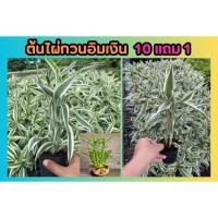 ราคา ต้นไผ่กวนอิมเงิน ไม้มงคลไม้นำโชค ปลูกง่ายโตไว ประดับห้อง ตกแต่งสวน แต่งบ้าน ร่มรืน วางโต๊ะทำงาน พืช ฟอกอากาศ ไม้เลื้อย (26400449034)