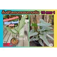 ราคา ต้นฟิโลเดนดรอนดาบเงิน เฟส3 Philodendron silver sword ต้นไม้ฟอกอากาศ ต้นแข็งแรง ไม้ด่าง ไม้ใบ ดิน กระถาง สวน (26357148658)