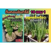 ราคา ต้นหอมอินทรีย์ ผักสวนครัว สลัด น้ำแกง สมุนไพรไทย ไล่หวัด ต้นกล้า เพาะเมล็ด ผักชี กุ่ยช่าย ดิน ออแกนิก ไร่ ปุ๋ย จัดสวน (26315638763)