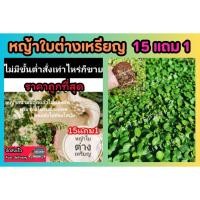 ราคา หญ้าใบต่างเหรียญ หญ้าสนามพร้อมปลูก รากแข ็งแรง ไม่ต้องตัด ต้นหญ้า สนาม หญ้านวลน้อย หญ้ามาเล หญ้าปักกิ่ง แต่งสวน (26300007581)