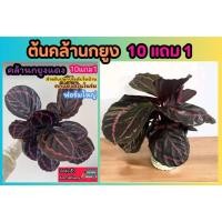 ราคา ต้นคล้านกยูง จัดสวนในร่ม ต้นไม้ฟอกอากาศในบ้าน ไม้มงคล ต้นกล้า เมล็ดพันธุ์ กิ่งชำ ดิน ปุ๋ย กระถาง ผักสวนครัว สวนเฟริน (26165420194)