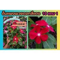 ราคา ต้นแพงพวยดอกสีแดง ในถุงชำ 6 นิ้ว ฟอกอากาศ จัดสวน แต่งบ้าน ปูหญ้า หญ้าสนาม ไม้แดด ดอกไม้กินได้ ผักสลัด สวนครัว ดิน ปุ๋ย (25981246414)