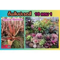 ราคา ต้นสับปะรดสี ไม้ฟอกอากาศ จัดสวน แต่งบ้าน คอนโด ในร่ม รำไร ไม้ใบ สวนเฟิรน ต้นไม้มงคล ปุ๋ย ดิน หิน กระถางต้นไม้ หญ้า ป่า (25930278419)