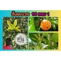 ราคา ต้นชะมวง สูง 1 5 20 ซม ผักสวนครัว ไม้ยืนต้น กล้าเพาะ เมล็ด พืช สวน ปลอดสารพิษ ป่า ปลูกรอบบ้าน ไม้ร่มรื่น ธรรมชาติ (25925608063)