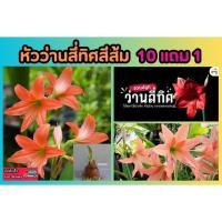 ราคา หัวว่านสี่ทิศสีส้ม ไม้ประดับ พันธุ์พื้นเมือง สมุนไพร ต้นไม้ ฟอกอากาศ สวน จัดสวน แต่งบ้าน สวนครัว ปลูกง่าย ดอกเยอะ ดอก (25880476053)