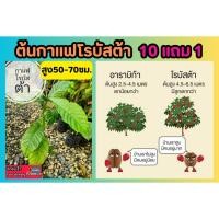 ราคา ต้นกาแฟโรบัสต้า สูง 50 70 ซม ต้นไม้ ผลไม้ ผักสวนครัว สมุนไพร กาแฟ อาราบิก้า โรบัสต้า สวนกาแฟ เมล็ดกาแฟ กาแฟคั่ว สด ดิน (25834600577)