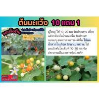 ราคา ต้นมะแว้ง มะแว้งต้น ต้นไม้สมุนไพรไทย ยาแผนโบราณ ผัก ผลไม้ รักษา บำรุง ป้องกัน แก้ โรค ผัก ผลไม้ เมล็ด มะเร็ง เบาหวาน (25834238429)