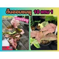 ราคา ต้นออมชมพู syngonium ต้นไม้ ฟอกอากาศ แต่งบ้าน สวน ไม้ด่าง ปุ๋ย ดิน ไม้ด่าง สะสม กระถาง ไม้ดอก ปลอดสารพิษ (25808494360)