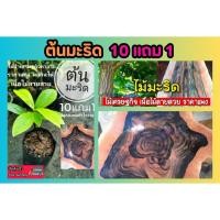 ราคา ต้นมะริด ไม้ยืนต้น ไม้ป่าเศรษฐกิจ เมล็ดพันธ์ ผล ต้นไม้ โบราณ มงคล หายาก ดิน ปุ๋ย กระถาง ผัก สลัด หญ้าปูสนาม กล้า จัดสวน (25784516703)