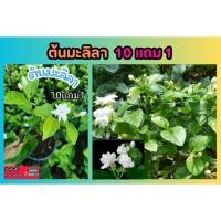 ราคา ต้นมะลิลา ต้นไม้แดด ไม้ดอก ไม้ใบ จัดสวน แต่งบ้าน ปลอดสารเคมี ผักผลไม้ ดินปุ๋ย ฟอกอากาศ ไม้มงคล สมุนไพร วันแม่ พวงมาลัย (25778115372)