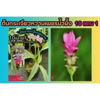 ราคา ต้นกระเจียวหวานเพชรน้ำผึ้ง ผักสวนครัว ผักพื้นบ้าน สมุนไพรไทย ปลอดสารพิษ ไม้ดอก รักษาป้องกัน ฟื้นฟู บำรุง อภัยภูเบศน์ (25777480162)