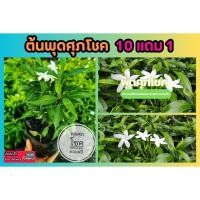 ราคา ต้นพุดศุภโชค ต้นพูด ไม้พุ่ม ประดับ ยืนต้น ต้นไม้ ไม้มงคล แต่งบ้าน แต่งสวนสมุนไพร ฟอกอากาศ สวน จัดสวน จัดสวน สวนครัว (25729242252)