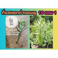 ราคา กิ่งสแยกด่างชมพู สั่ง 5 กิ่งขึ้นไปนะคะ แสยกด่างชมพู ต้นไม้นำโชค แต่งบ้าน แต่งสวน รั้วบ้าน ไม่พุ่ม ปลูกง่ายมาก (25631319015)