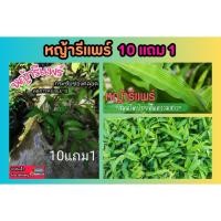 ราคา หญ้ารีแพร์ หญ้าฮี๋หยุม ต้นไม้สมุนไพรไทย ยาสมุนไพร แผนโบราณ อภัยภูเบศน์ รักษา ป้องกัน มดลูก ผิวสวย ผักสวนครัว ดิน ปุ๋ย (25628081219)
