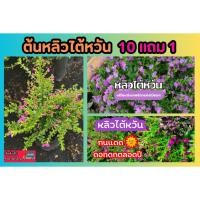 ราคา ต้นหลิวไต้หวัน ดอกสีม่วง ไม้ดัด ปลูกธรรมชาติ ทำทางเดิน ตกแต่งสวน บ้าน ไม้ประดับ ในถุงชำ ไม้คลุมดิน ไม้แดด ต้นไม้ตกแต่ง (25579935757)