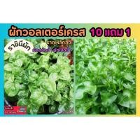 ราคา ผักวอลเตอร์เครส ใบใหญ่ ผักสวนครัว อินทรีย์ ผักสลัด สมุนไพร ผลไม้ จัดสวน แต่งบ้าน ปุ๋ย ดิน เมล็ด ฟอกอากาศ ไม้ใบ ไม้มงคล (25558485457)