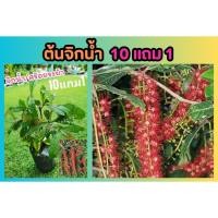 ราคา ต้นจิกน้ำ ต้นสร้อยระย้า ต้นไม้มงคล ดอกสีแดงระย้า จัดสวน แต่งสวน บ้าน สมุนไพรไทย ผักสวนครัว พื้นบ้าน ฟอกอากาศ ไม้ดอก (25531122505)