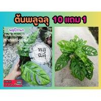 ราคา ต้นพลูฉลุ พลูปีกนก พลู ส่งหุ้มตุ้มรากแข็งแรง ต้นไม้ตกแต่ง แต่งบ้าน สวน ป่า ปลูกง่าย ประดับ ยืนต้น มงคล ฟอกอากาศ (25480256242)