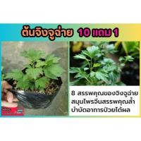 ราคา ต้นจิงจูฉ่าย ป้องกันมะเร็ง ต้านสารอนุมูลอิสระต้นไม้สมุนไพร อภัยภูเบศร์ ผักสวนครัว รักษา ป้องกัน บำรุง ปุ๋ยดิน ปลอดสาร (25475635009)