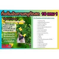 ราคา กิ่งต้นอังกาบหนูตัดสด ความยาว 3 ข้อ สมุนไพรเข้าตำรับยา รักษา บำรุง ป้องกัน ฟื้นฟู มะเร็ง ชาสมุนไพร ปลอดสาร (25384599576)