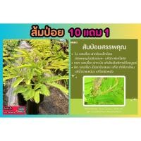 ราคา ส้มป่อย ต้นส้มป่อย สมุนไพรไทย พื้นบ้าน ปลอดสารพิษ ไม้ยืนต้น ธรรมชาติ พืช ผักสวนครัว ตกแต่งบ้าน สวน ผักทานได้ ยารักษา (25379250818)