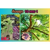 ราคา ต้นพยูง พยุงไหหลำสงวน ป่า ธรรมชาติ ร่มรื่น ยืนต้น เวียดนาม ต้นไม้ ปลูกง่าย ไม้หายาก ปุ๋ย ดิน สวน กระถาง บ้าน ต้นกล้า (25377498531)