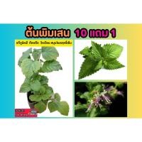 ราคา ต้นพิมเสน แก้ภูมิแพ้ ท้องอืด วิงเวียน สมุนไพรฤทธิ์เย็น หายาก อภัยภูเบศน์ ยาโบราณ รักษา ป้องกัน กลิ่นหอมมิ้น ผัก ธรรมชาติ (25325145065)